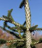 Picea orientalis 'Gowdy' Young Bark SQS13.JPG