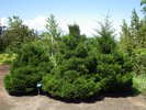 Picea orientalis 'Nigra Compacta' Habit JWB15.JPG
