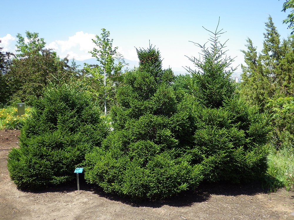 Picea orientalis 'Nigra Compacta' Habit JWB15.JPG