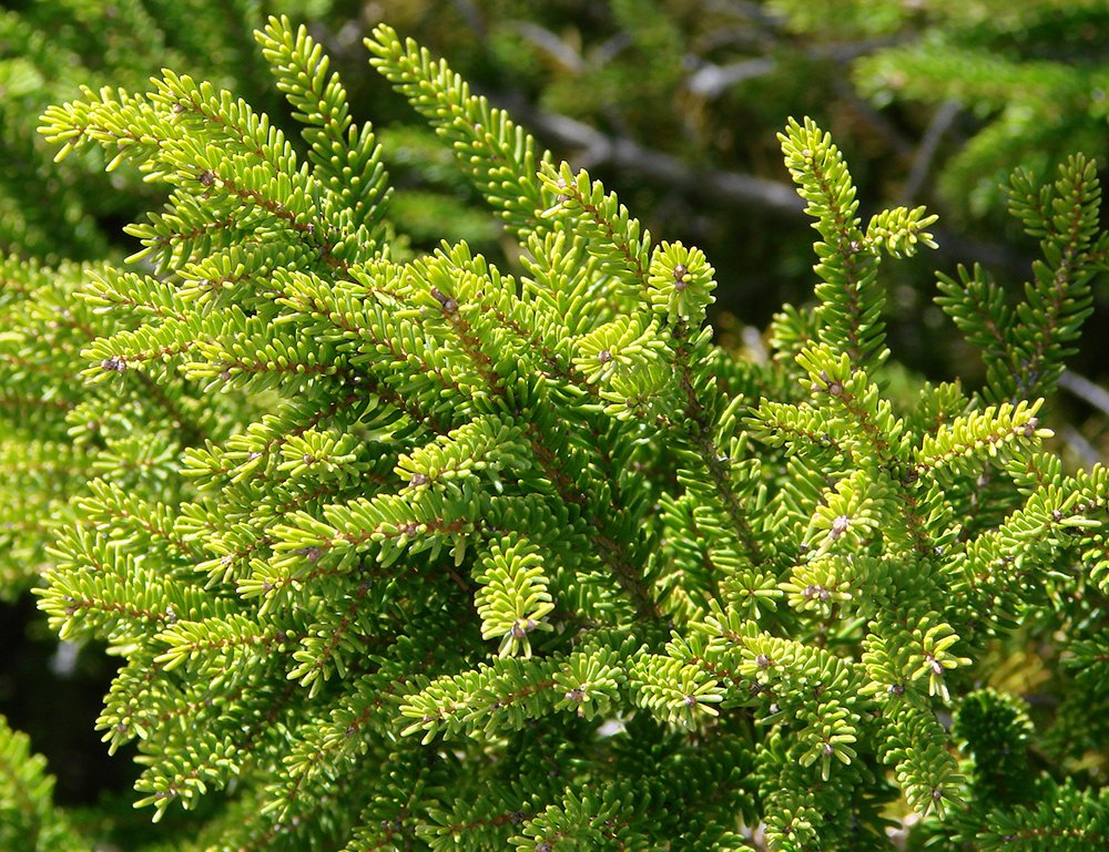 Picea orientalis 'Nigra Compacta' Leaves KA13.JPG