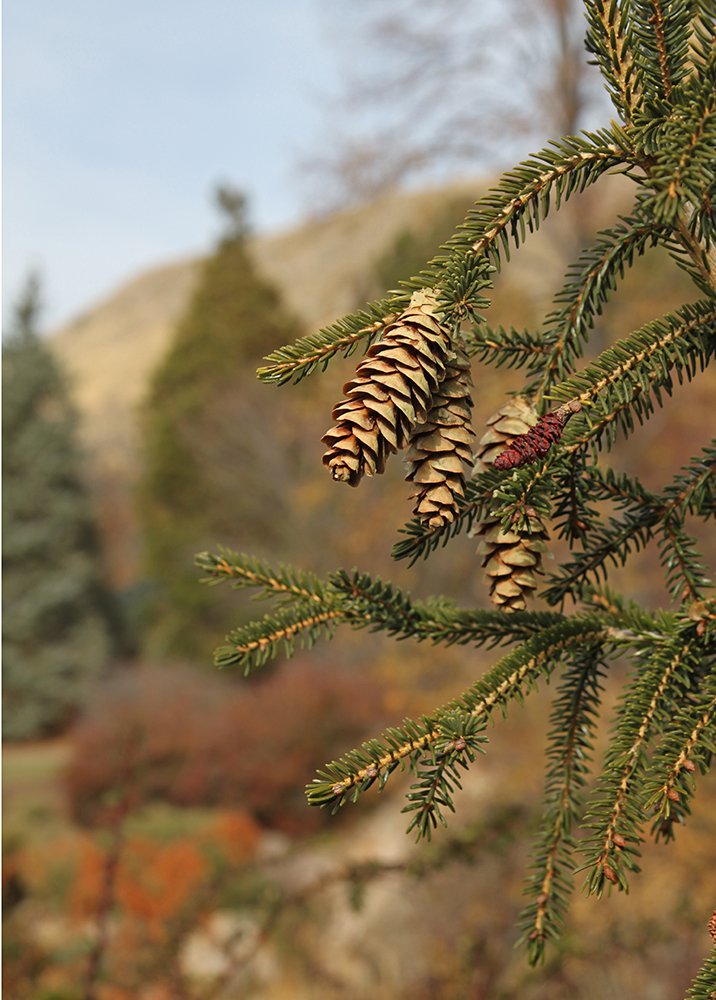 Picea orientallis 'Gowdy' Cone Fall SQS14.jpg