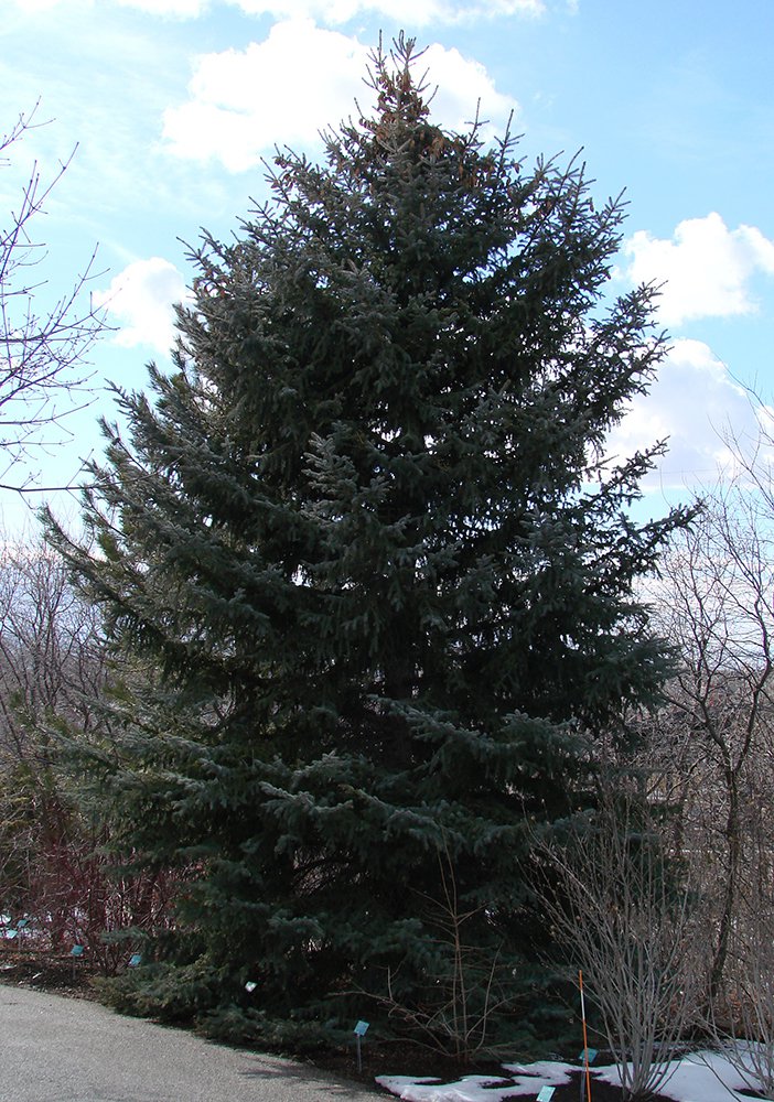 Picea pungens Habit JWB12.JPG