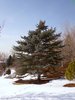 Picea pungens Habit Winter HMS16.JPG