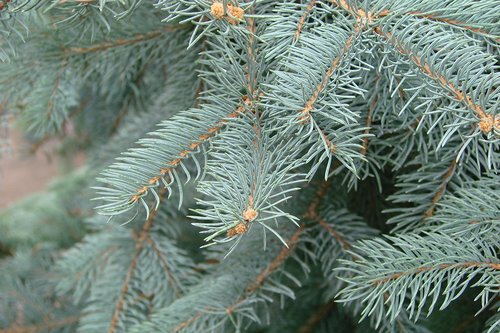 Picea pungens 'Hoopsii' Leaves KA13.JPG