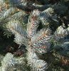 Picea pungens 'Hoopsii' Needles KA14.JPG