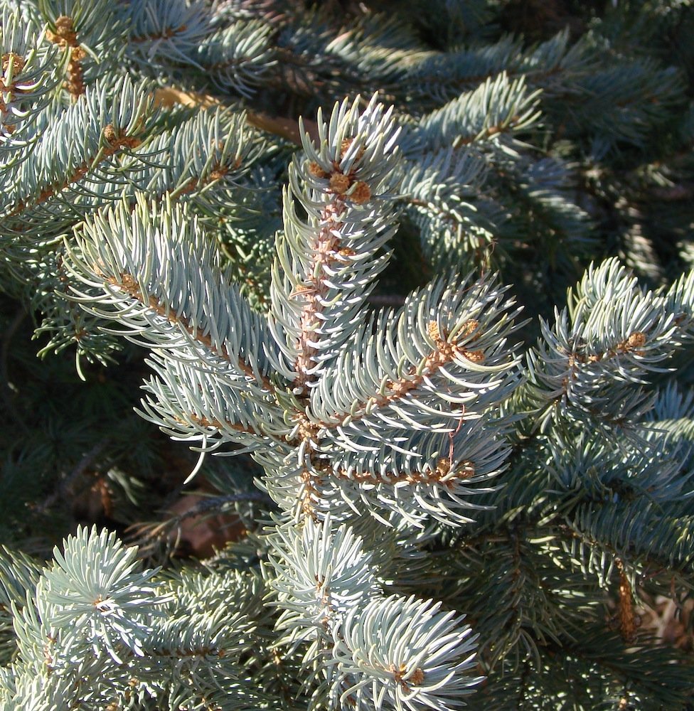 Picea pungens 'Hoopsii' Needles KA14.JPG
