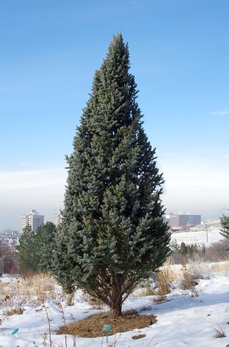 Picea pungens 'Iseli Fastigiate' JWB13.JPG