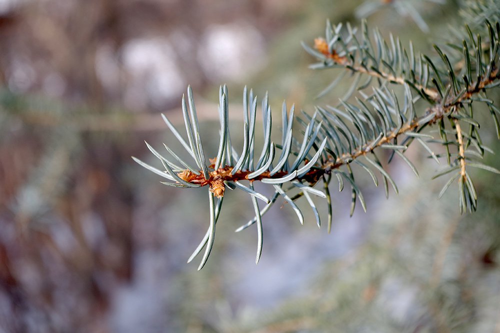 Picea pungens Leaves 1 JWB19.JPG
