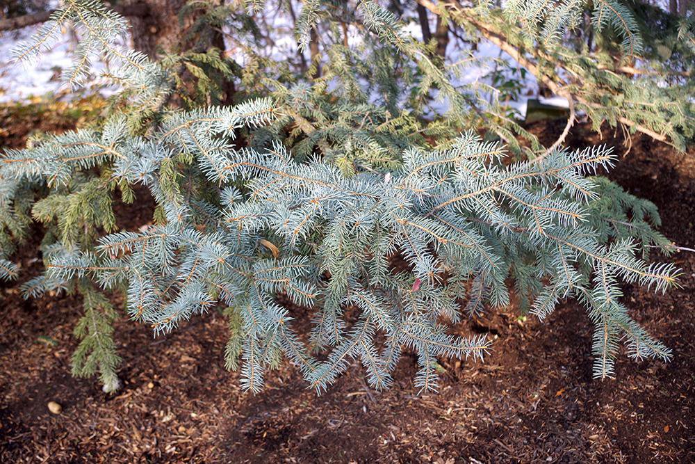 Picea pungens Leaves 2 JWB19.JPG