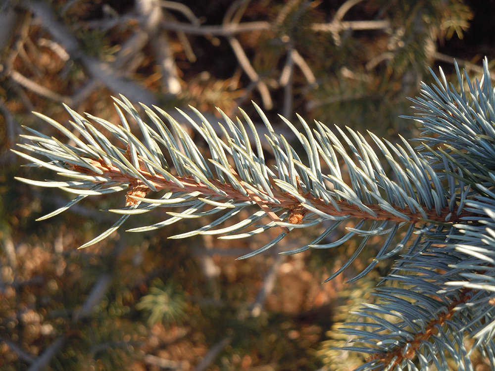 Picea pungens Leaves JWB12.JPG