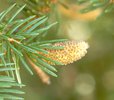 Picea pungens Male Cone JWB.JPG