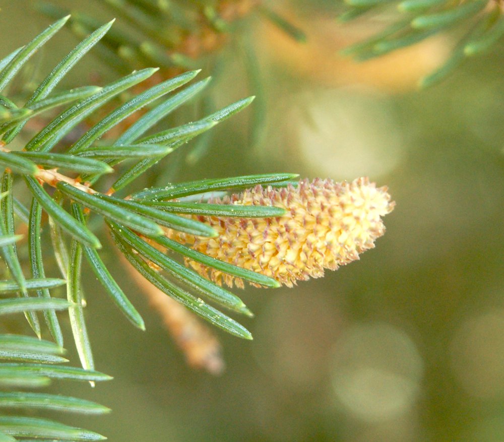 Picea pungens Male Cone JWB.JPG