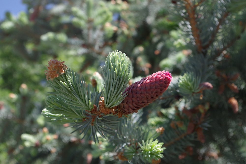 Picea pungens 'Pendula' Cone 4 HMS18.JPG