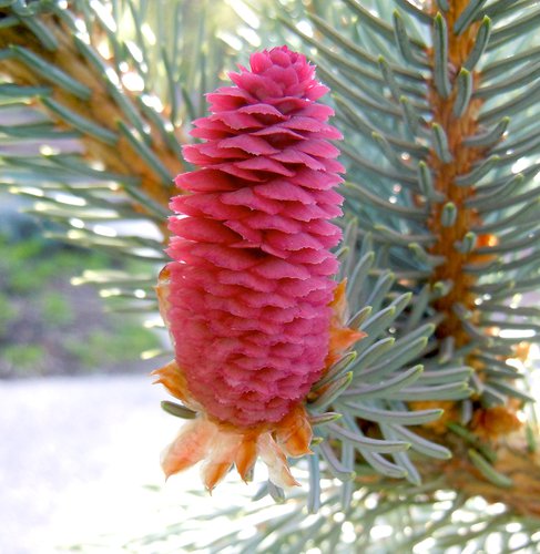 Picea pungens 'Pendula' Female Cone JWB12.JPG