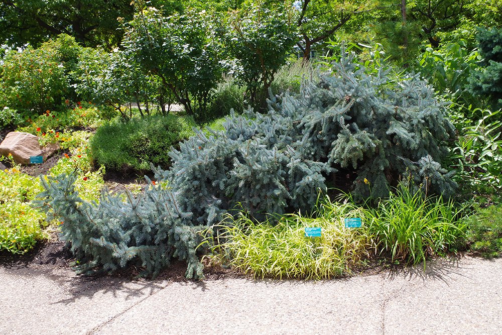 Picea pungens 'Pendula' Habit 1 JWB19.JPG