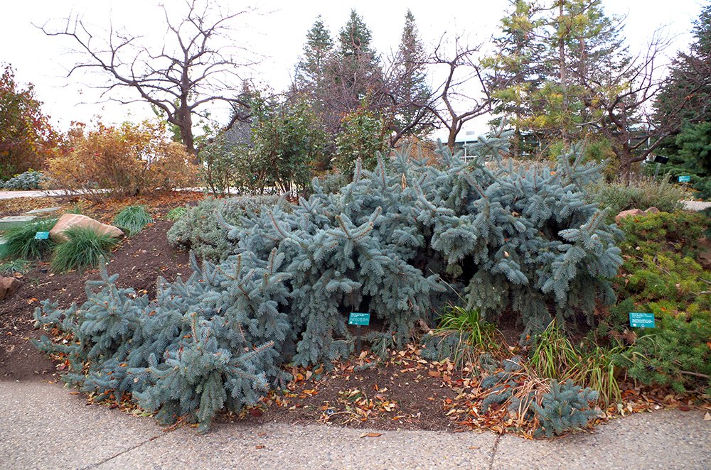 Picea pungens 'Pendula' Habit HMS15.JPG