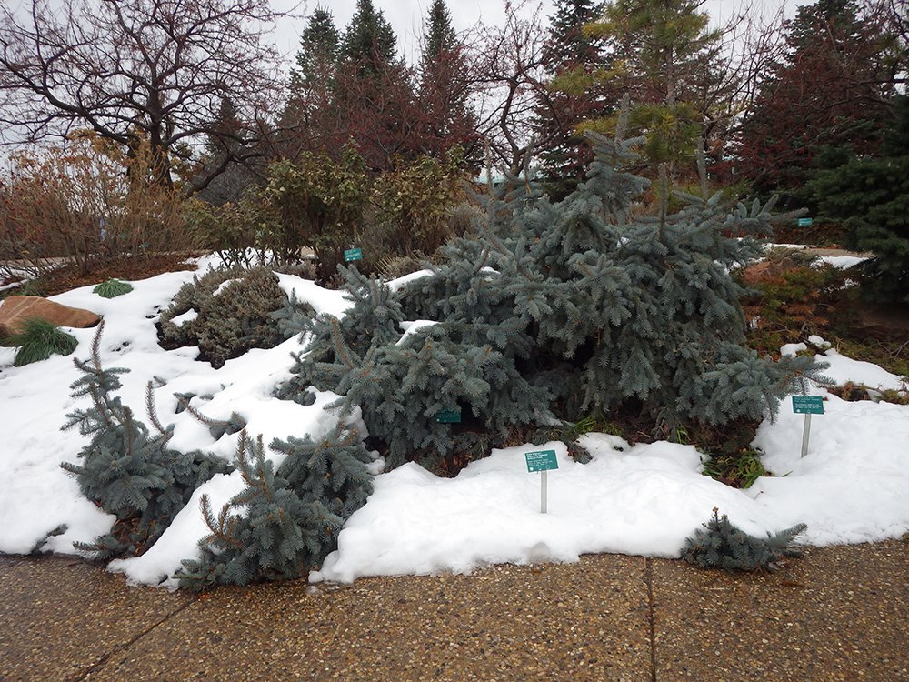 Picea pungens 'Pendula' Winter Habit HMS16.JPG