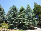 Picea pungens Planting JWB15.JPG