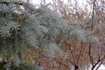 Picea pungens Winter Leaves 1 JWB19.JPG