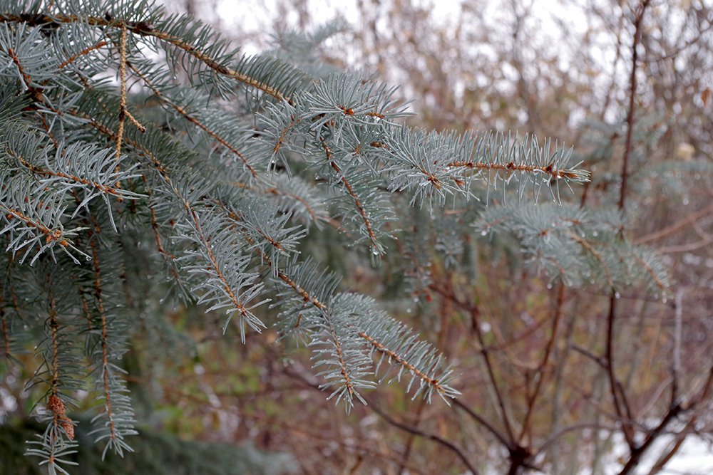 Picea pungens Winter Leaves 1 JWB19.JPG