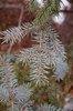 Picea pungens Winter Leaves 2 JWB19.JPG