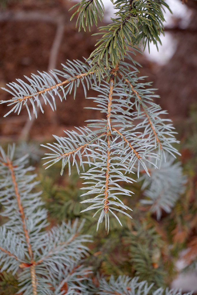 Picea pungens Winter Leaves 2 JWB19.JPG
