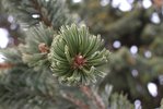 Pinus-aristata-Leaves-HMS21.JPG