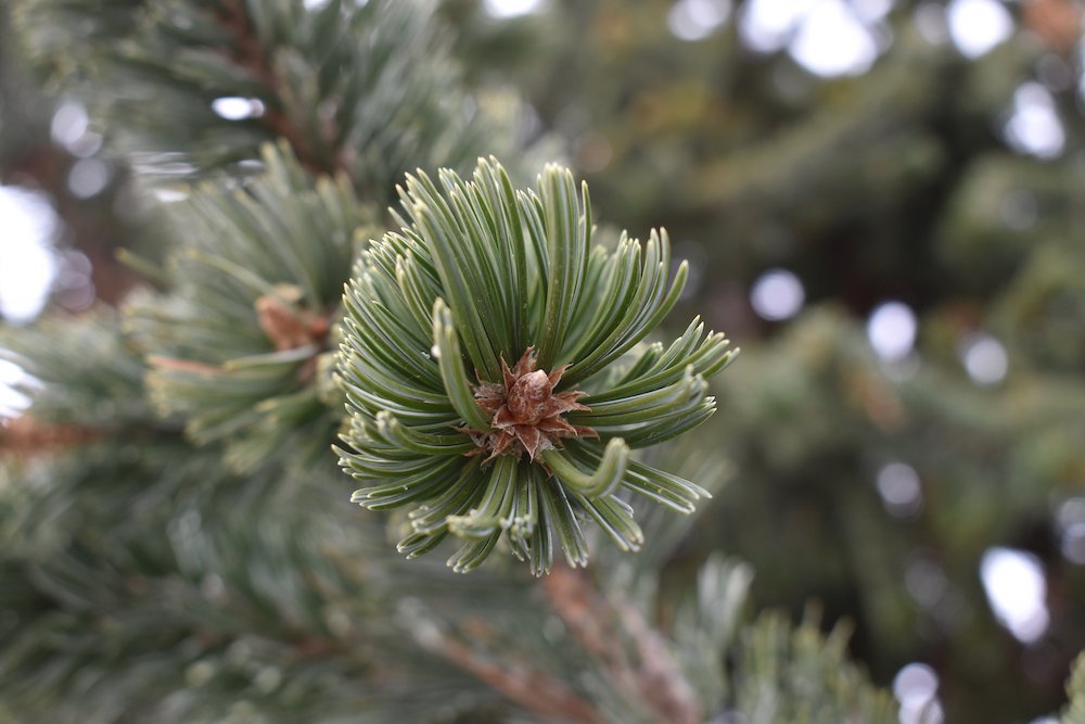 Pinus-aristata-Leaves-HMS21.JPG