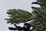 Pinus-aristata-Leaves-Winter-1-HMS21.JPG