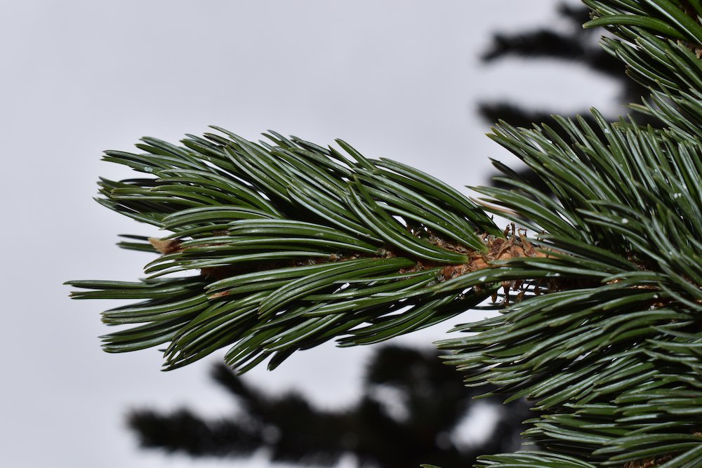 Pinus-aristata-Leaves-Winter-1-HMS21.JPG