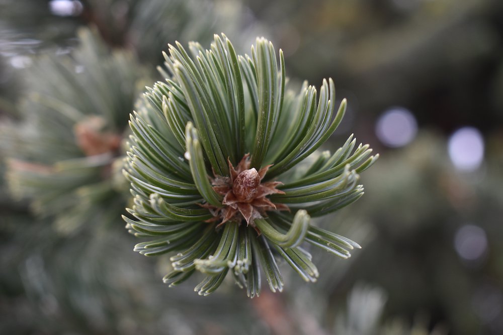Pinus-aristata-Leaves-Winter-HMS21.JPG