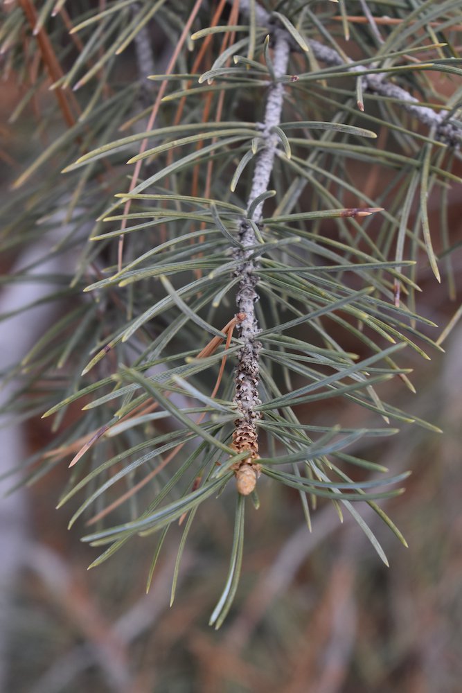 Pinus-edulis-Leaves-HMS21.JPG