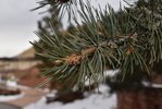 Pinus-edulis-Winter-10-HMS21.JPG