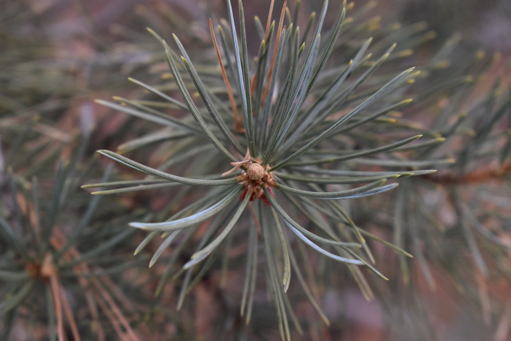 Pinus-edulis-Winter-6-HMS21.JPG