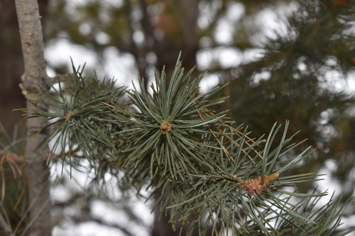 Pinus-edulis-Winter-7-HMS21.JPG