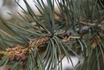 Pinus-edulis-Winter-8-HMS21.JPG