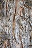 Pinus-flexilis-'Millcreek'-Bark-1-GLE21.JPG