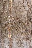 Pinus-flexilis-'Millcreek'-Bark-2-GLE21.JPG