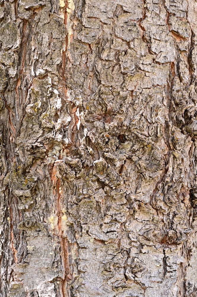 Pinus-flexilis-'Millcreek'-Bark-2-GLE21.JPG