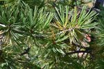 Pinus-flexilis-'Millcreek'-Needles-1-GLE21.JPG