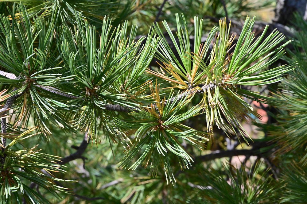 Pinus-flexilis-'Millcreek'-Needles-1-GLE21.JPG