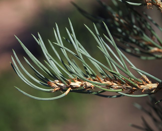 Pinus-monophylla-Leaves-1-JWB22