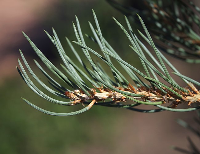 Pinus-monophylla-Leaves-1-JWB22 copy