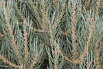Pinus-monophylla-Needles-1-GLE21.JPG