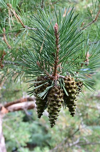 Pinus-sylvestris-Cones-and-Needles-1-GLE21.JPG