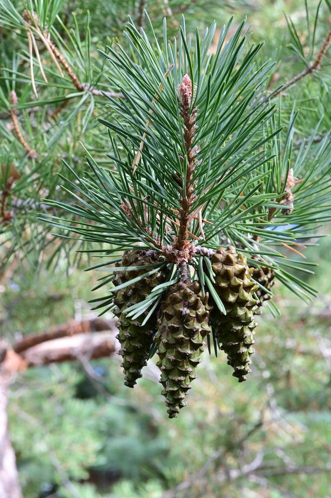 Pinus-sylvestris-Cones-and-Needles-1-GLE21.JPG