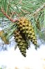 Pinus-sylvestris-Cones-and-Needles-2-GLE21.JPG