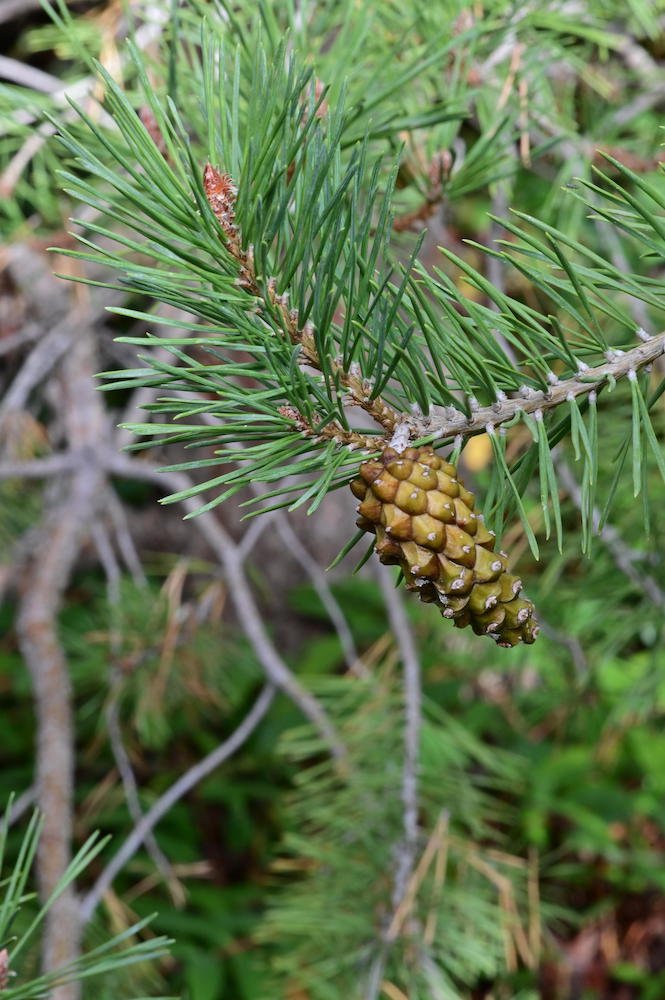 Pinus-sylvestris-Cones-and-Needles-3-GLE21.JPG