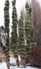 Pinus-sylvestris-'Fastigiate'-Wrapped-Winter-1-JMH21.JPG