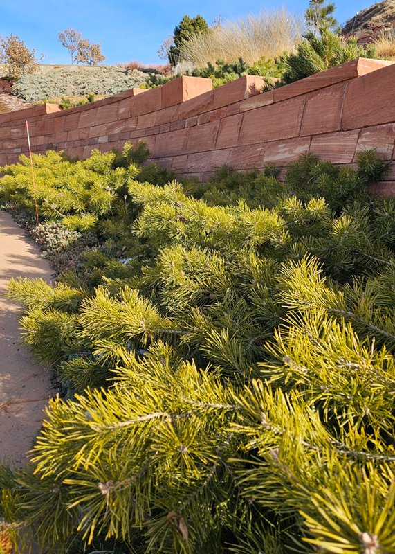 Pinus-sylvestris-&#x27;Hillside-Creeper&#x27; Marita Tewes